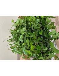 Image result for Smilax