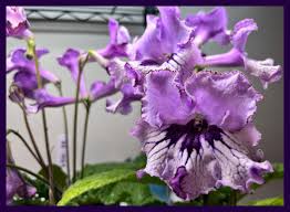 Image result for Streptocarpus sp.nov. aff. S. grandis