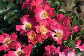 We did not find results for: Shrubs Combs Landscape