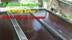 Cacing sutra sangat baik jika dijadikan pakan untuk pertumbuhan dari bibit gurami, lele maupun jenis ikan tawar yang lain. Panduan Budidaya Cacing Sutra Untuk Pemula Youtube