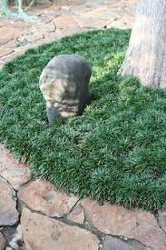 Dwarf Mondo Grass 50 Bare Root Plants Dwarf Mondo Grass Mondo Grass Monkey Grass