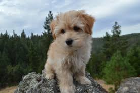They love to be cuddled and kissed. Puppies California Havanese