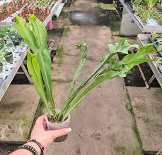 Image result for Microsorum punctatum