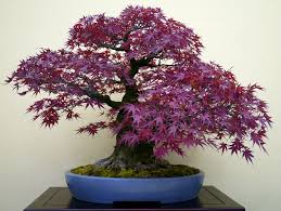 Cet arbre très résistant au froid aime les. Erable Du Japon Nain Conseils De Plantation Et D Entretien