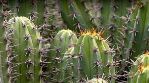 No posts regarding the entheogenic or spiritual uses of cacti, check out /r/druggardening if you want to discuss such things. Cactus San Diego Zoo Animals Plants
