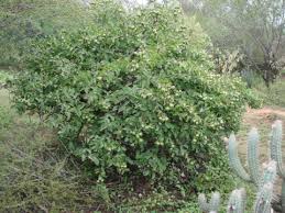Image result for Pereskia aculeata