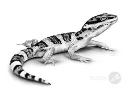 Black And White Leopard Gecko Drawing Stripes Dots Leopard Gecko Graphite Pencil Drawing By Kerli Toode Art By Kerli Animales Dibujos Dibujos A Lapiz