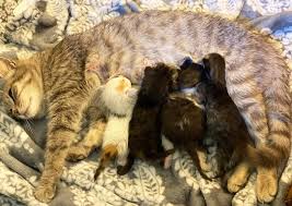 Find pet rescue fundraising events held nationwide throughout the year. Animal Rescue To Buy Former Old Friends Senior Dog Sanctuary Location