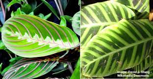 Prayer plants can be propagated through stem cuttings. Prayer Plant Maranta Plant Ultimate Care Guide