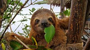 They move through the canopy at a rate of about 40 yards per day, munching on leaves. Study Shakes Up Sloth Family Tree University Of Chicago News