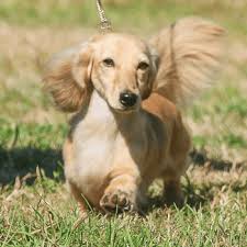Miniature Long Haired Dachshund Dogs In Canada Canadogs