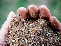 We did not find results for: Perlite Vs Vermiculite How And Why To Use Them Garden Betty