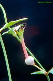 Image result for Ceropegia lugardiae