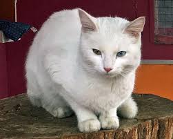 Pin By Turkmenoglu Alisveris Merkezi On Van Kedisi Paylasim Sayfasi Page Sharing Van Cats In Turkey Kittens Animals Cats