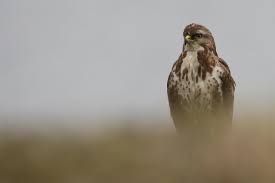 Een buizerd bidt boven een zeeuwse dijk. Buizerd Natuurpunt