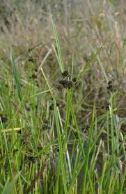 Image result for Cyperus alopecuroides