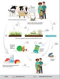 A culture of a sample of your stool can't detect cryptosporidium, but it can help rule out other bacterial pathogens. Frontiers Cryptosporidium Infections In Africa How Important Is Zoonotic Transmission A Review Of The Evidence Veterinary Science