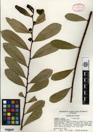 Image result for Artabotrys likimensis