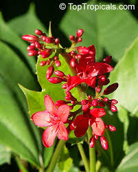 Image result for Jatropha erythropoda