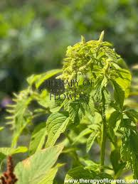 Image result for Amaranthus viridis