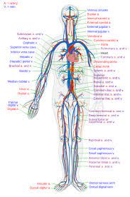 I0.wp.com | find out more here. Blood Vessel Wikipedia