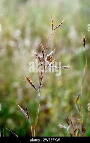 Image result for Hyparrhenia nyassae