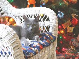 Feel free to send us your own wallpaper. One Cozy Christmas Hd Desktop Wallpaper Widescreen High Definition Fullscreen
