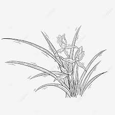 Maybe you would like to learn more about one of these? Gambar Orkid Bunga Tanaman Garis Hitam Dan Putih Garis Hitam Dan Putih Tanaman Bunga Png Dan Psd Untuk Muat Turun Percuma