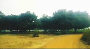 Hours, address, haka game park reviews: 65 Bigha Agricultural Land For Sale In Belbuni Bankura Wb M 9002682772 Bengal Properties