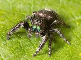 Crickets are the most popular spider food by far, no matter whether you're talking about giant tarantulas or tiny jumping spiders. Jumping Spiders Watch People And Videos News In Science Abc Science