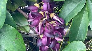 Image result for Mucuna stans