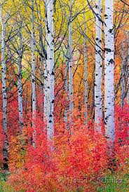Birch Tree Bark And Stone Coupon Maple And Aspen Trees In The Fall Wasatch Mountains Utah Tree Painting Watercolor Landscape Paintings Tree Photography