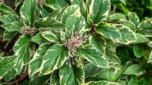 Image result for Clerodendrum melanocrater
