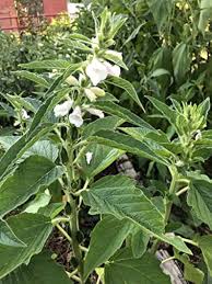 Image result for Sesamum