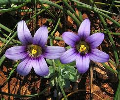 Image result for Romulea
