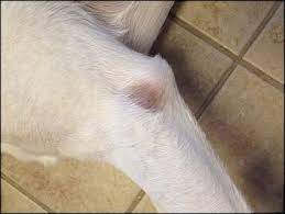 Softer bedding and padding can help. Labrador Retriever Dogs Chat Forum Board Dogs Puppies Photos Training Pictures Rescue Forums