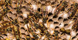 Watch for signs of yellow jacket activity and observe the exterior of your home during the late afternoon when the wasps are turning to their nest for the evening. Best Ways To Get Rid Of Yellow Jackets In Maryland Brody Brothers