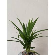 Pandan leaf plants are easy to grow, flowering plants that produce lightly scented, blooms throughout the summer. Live Plant Pandan Leaf Pandanus Amaryllifolius Shopee Malaysia