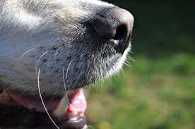 Kopeklerde Agiz Kokusu Nasil Giderilir My Animals