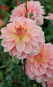 Dahlia Ankara Beautiful Flowers Pretty Flowers Flowers Nature