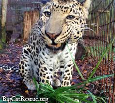 Tigers, lions, leopards and more! Big Cat Rescue