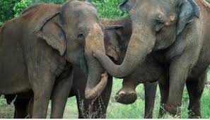 Grade i listed buildings in brentwood. Global Sanctuary For Elephants Reviews And Ratings Brentwood Tn Donate Volunteer Review Greatnonprofits