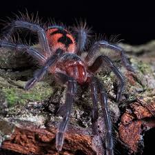 Image result for Phaulopsis sangana