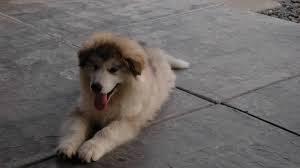 Maybe you would like to learn more about one of these? Why Can T I Get Over My Dog S Death Pethelpful