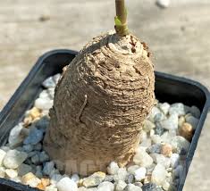 Image result for Stathmostelma