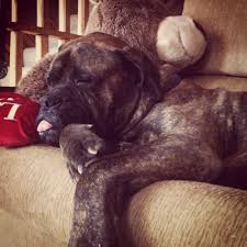 Our Handsome Puppy Do All Bull Mastiffs Sleep With Their Tongue Out He Cracks Us Up Bull Mastiff Pet Paws Big Dogs
