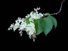 Check spelling or type a new query. What Is A Japanese Lilac Tree Ojai Essence