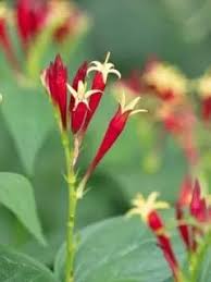 Maybe you would like to learn more about one of these? 12 Heavenly Flowers That Start With H