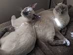 60 Sassy Siamese Cat Names | PetHelpful