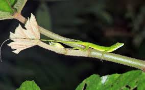Image result for Anolis gemmosus